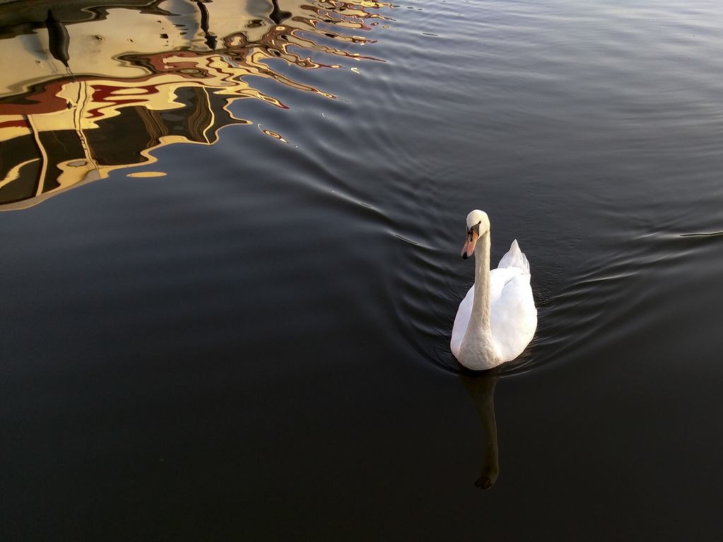 Swan