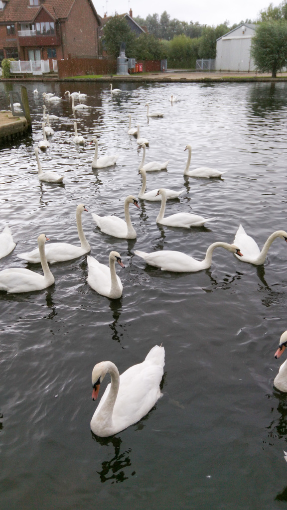 Swans