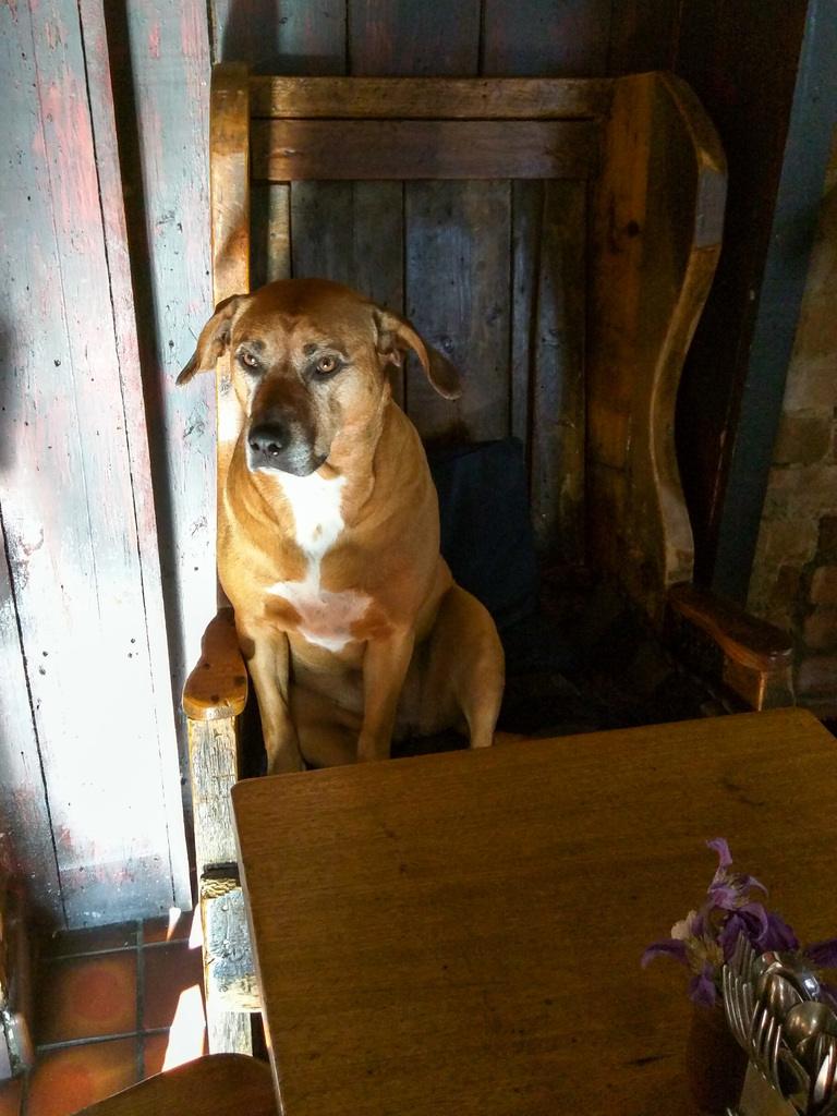 Pub dog