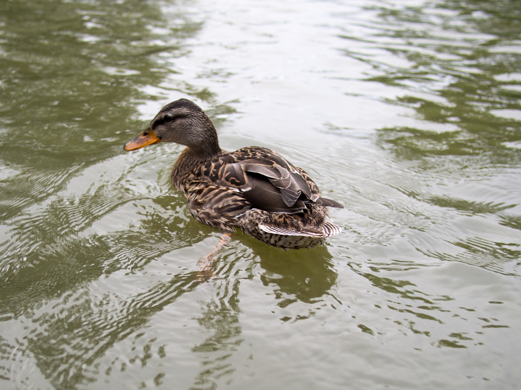 Punting