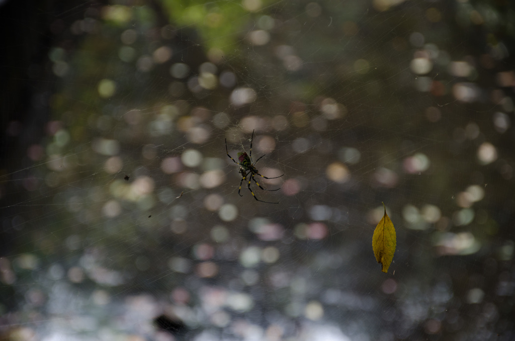 Big spider