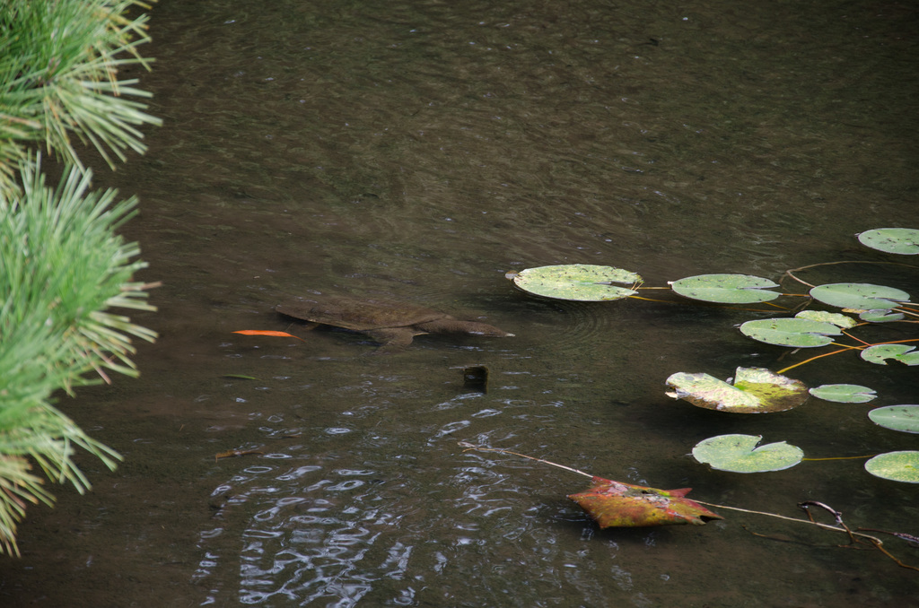 Turtle