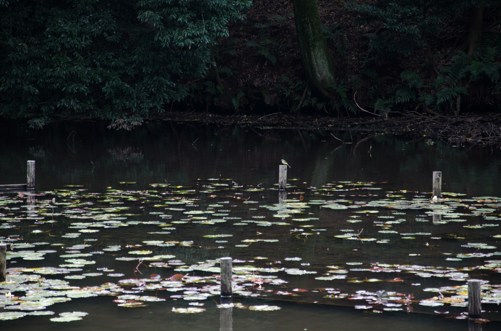Pond