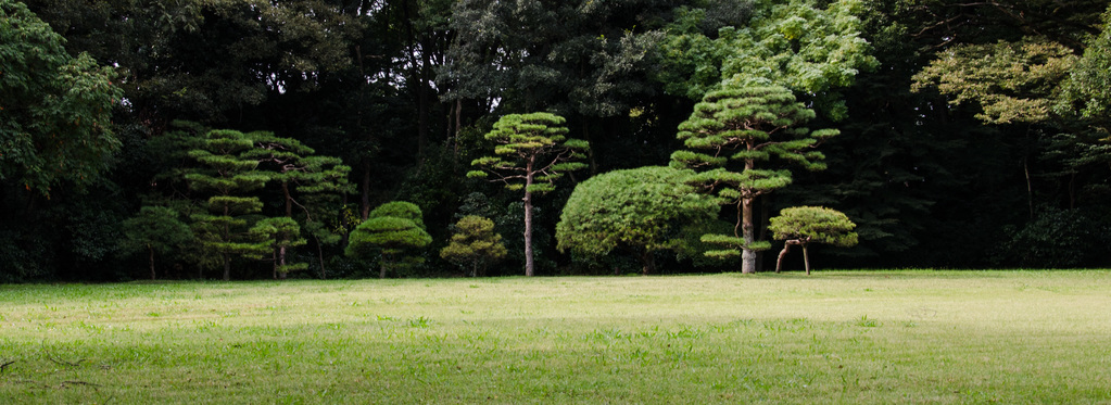 Trees
