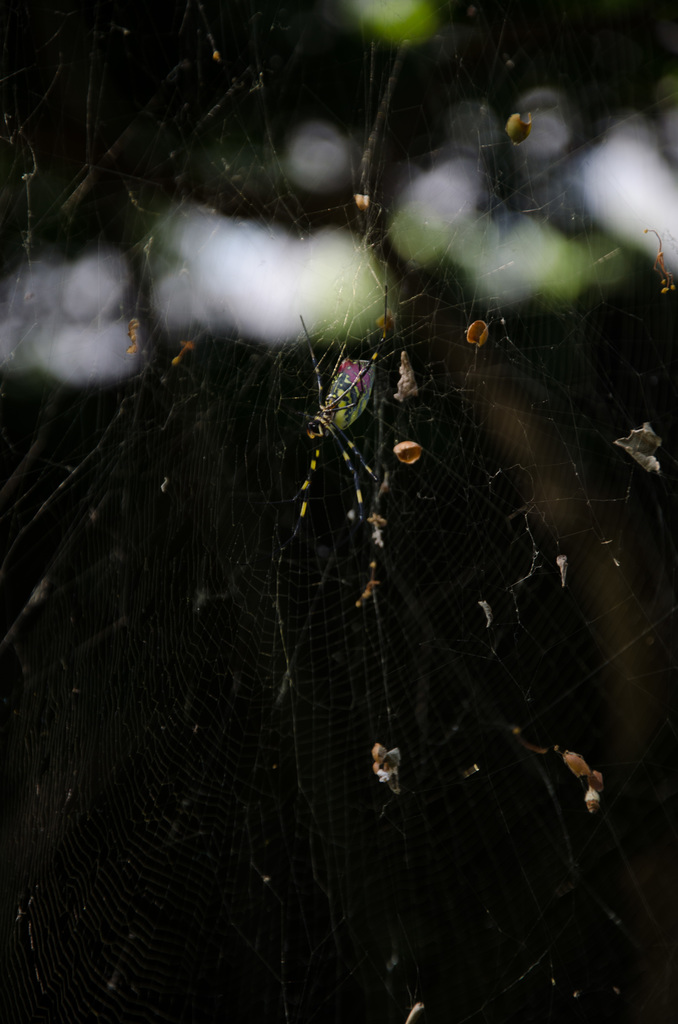 Another big spider