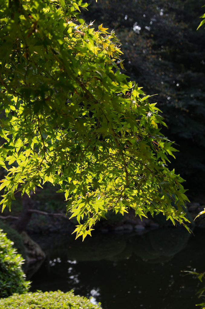 Leaves
