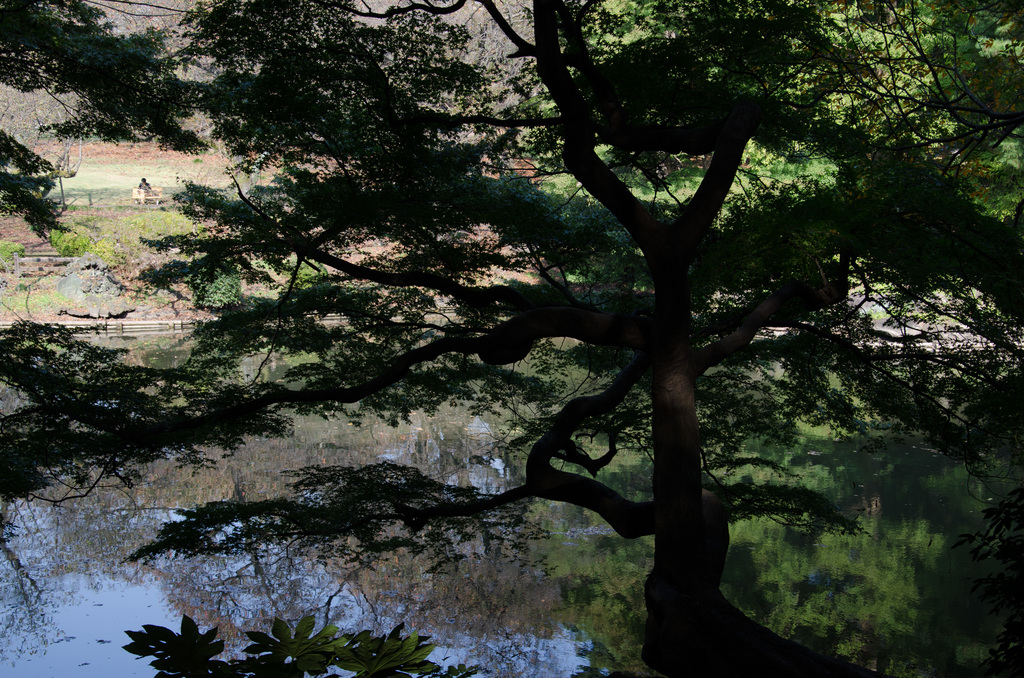Shinjuku Gyoen National Garden