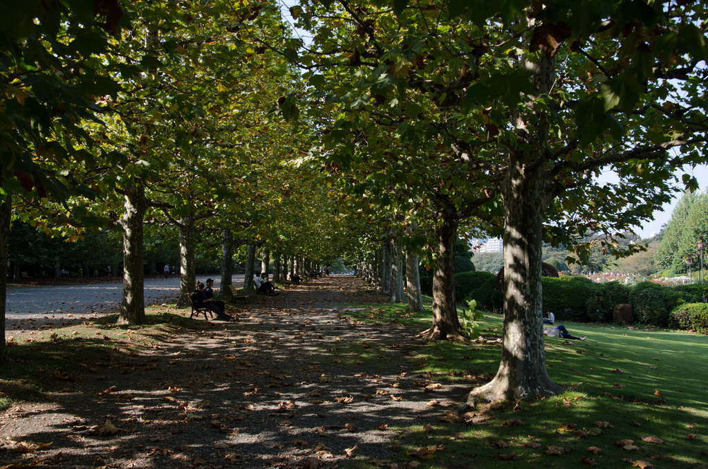 Plane trees