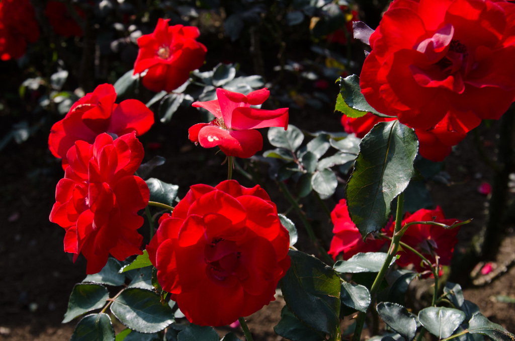 Roses
