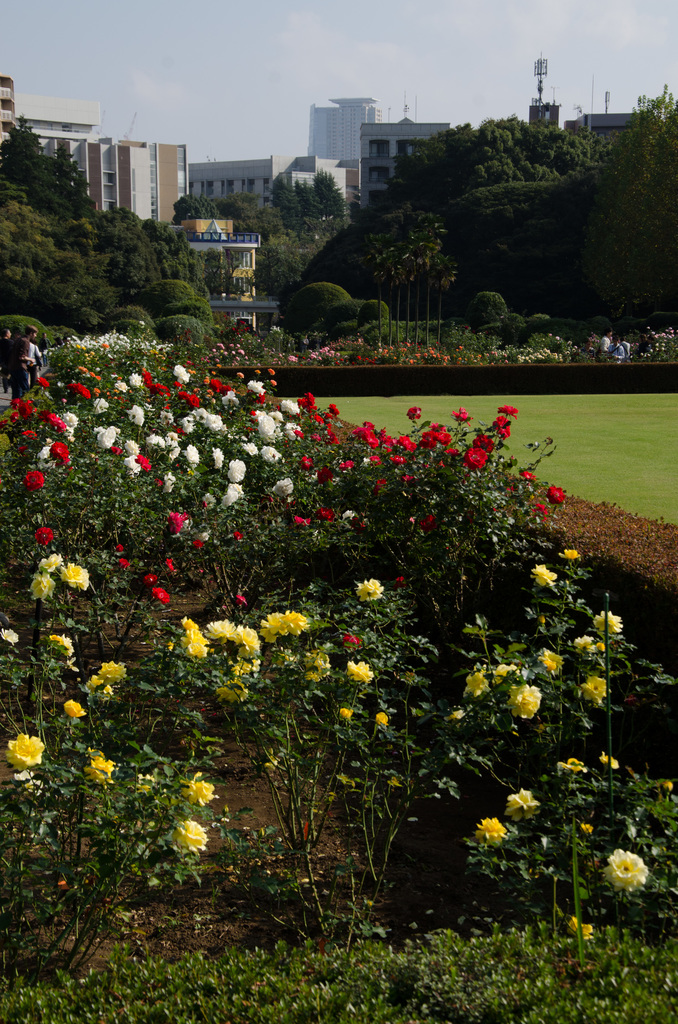 Roses