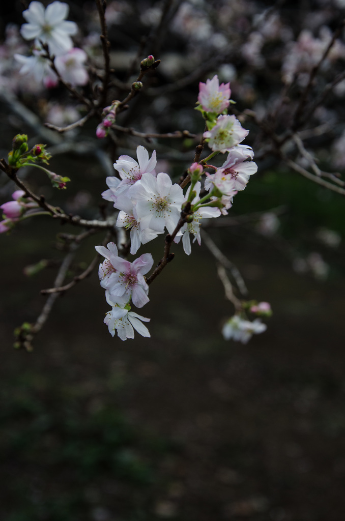 Blossoms
