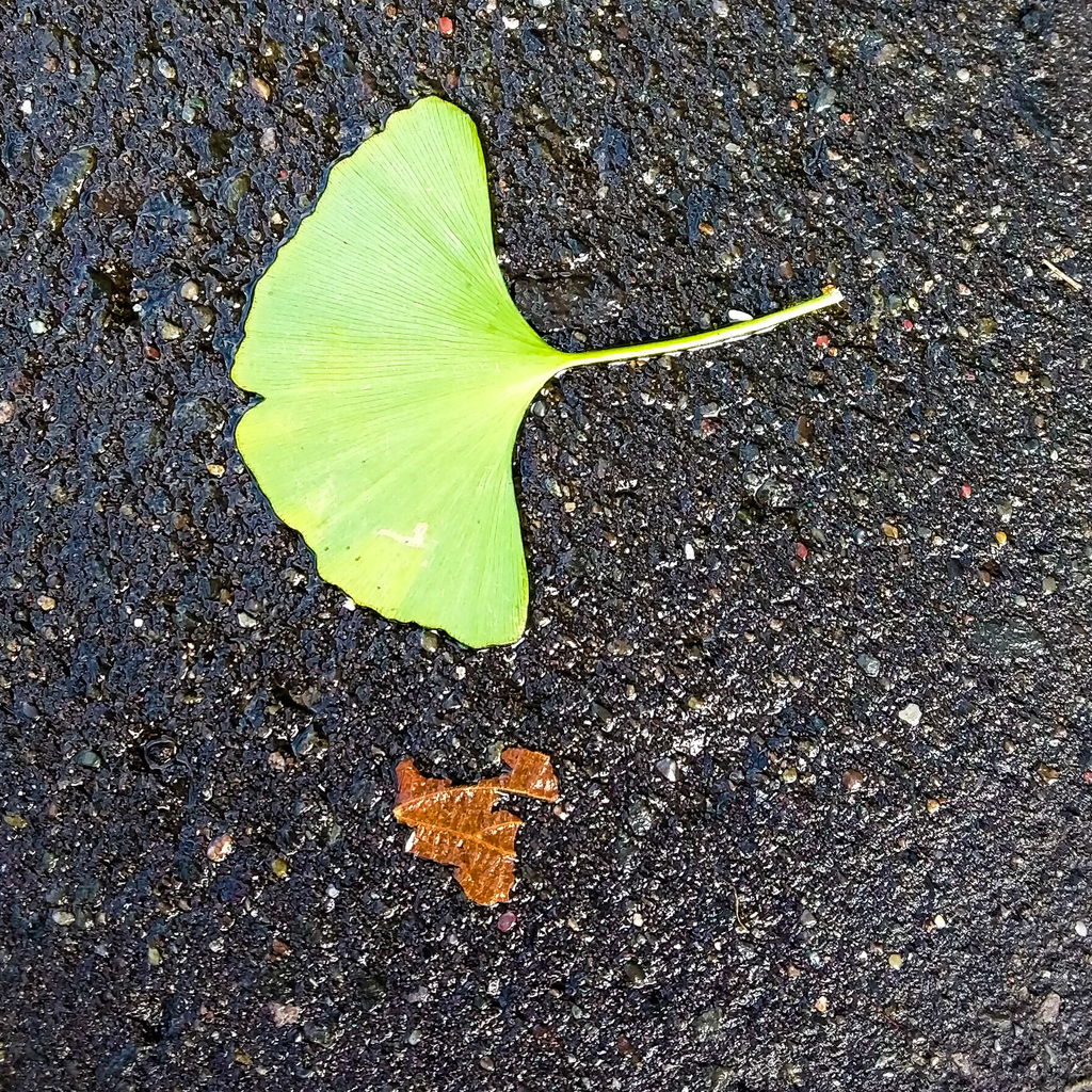Gingko