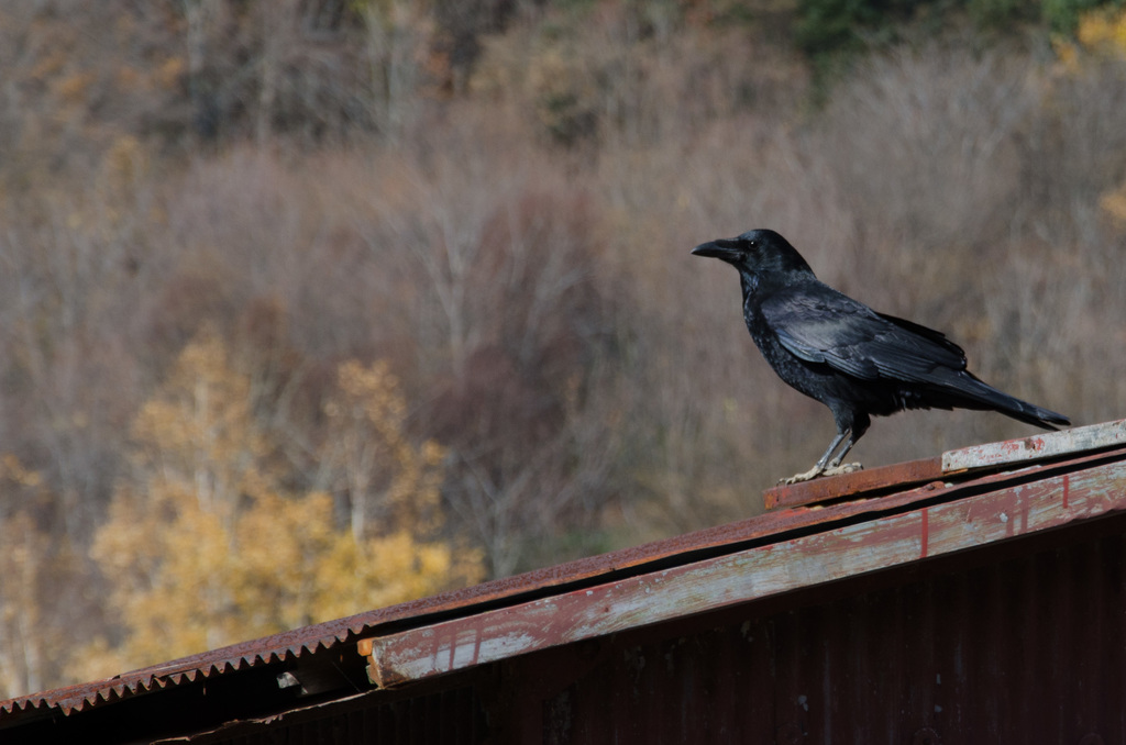 Raven
