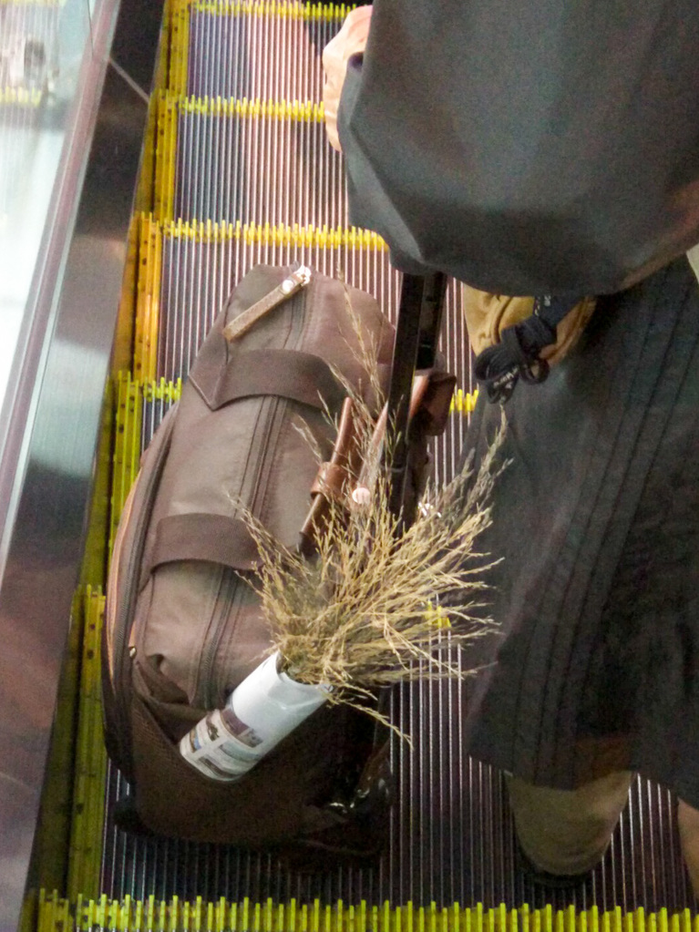 Grasses