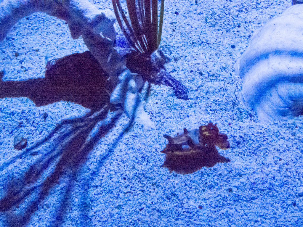 Cuttlefish