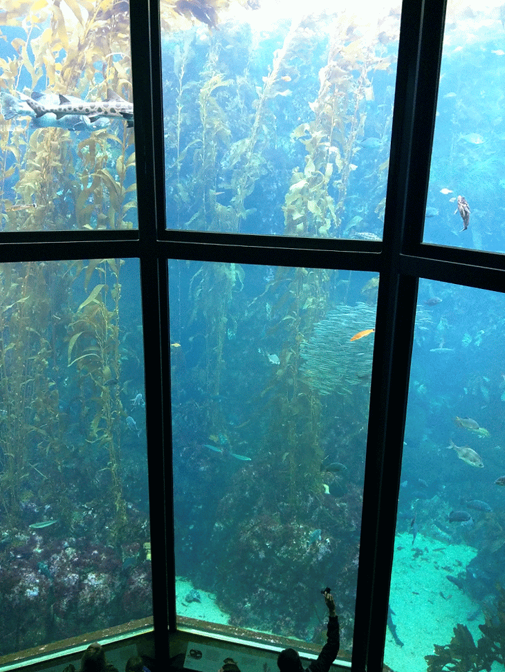 Monterey Bay Aquarium