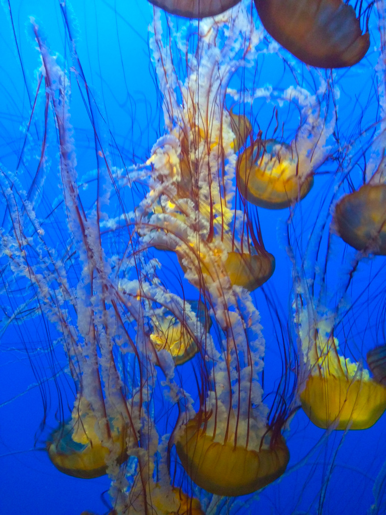 Jellies