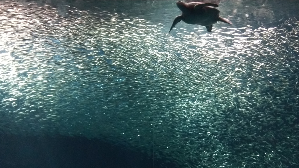 Fish!