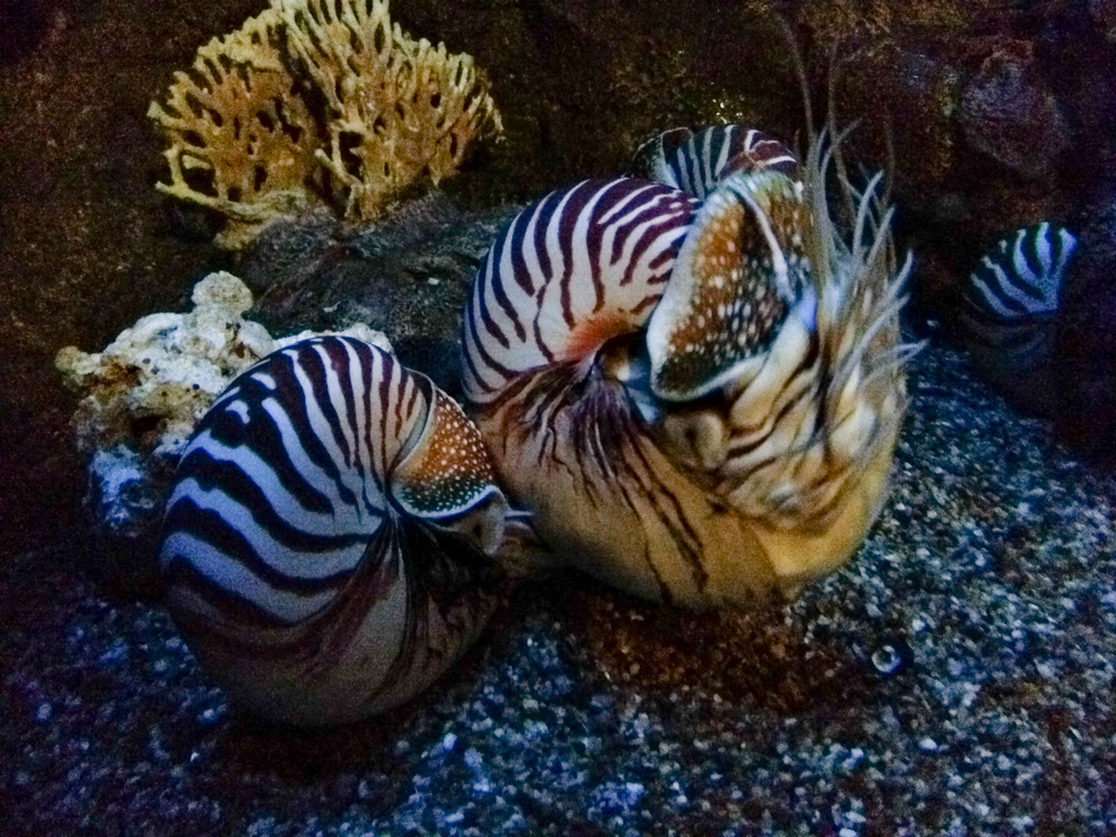 Nautilus