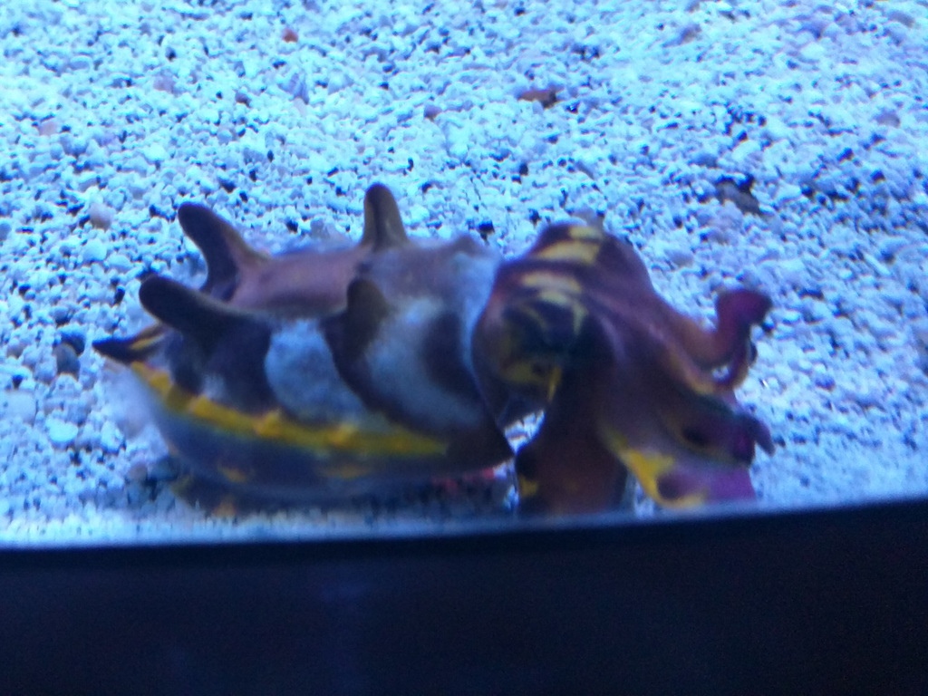 Cuttlefish