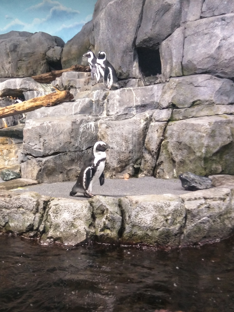 Penguins