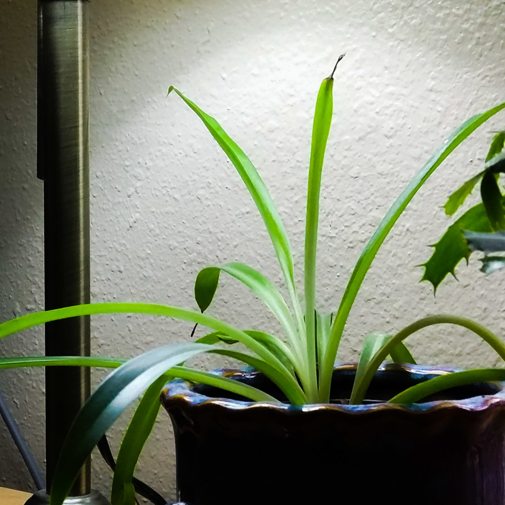 Spider plant