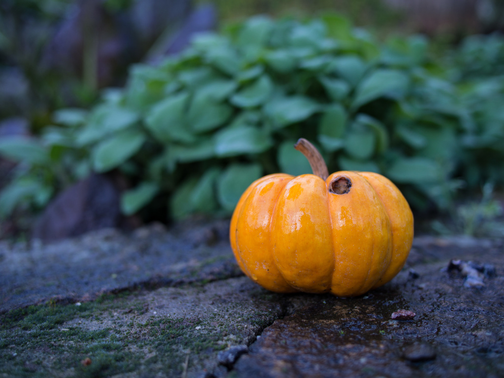 Pumpkin