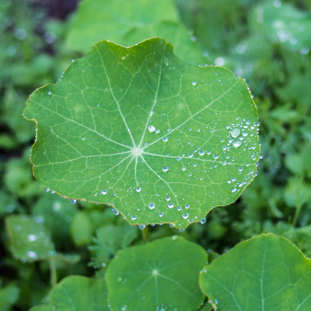Nesturtium leaf