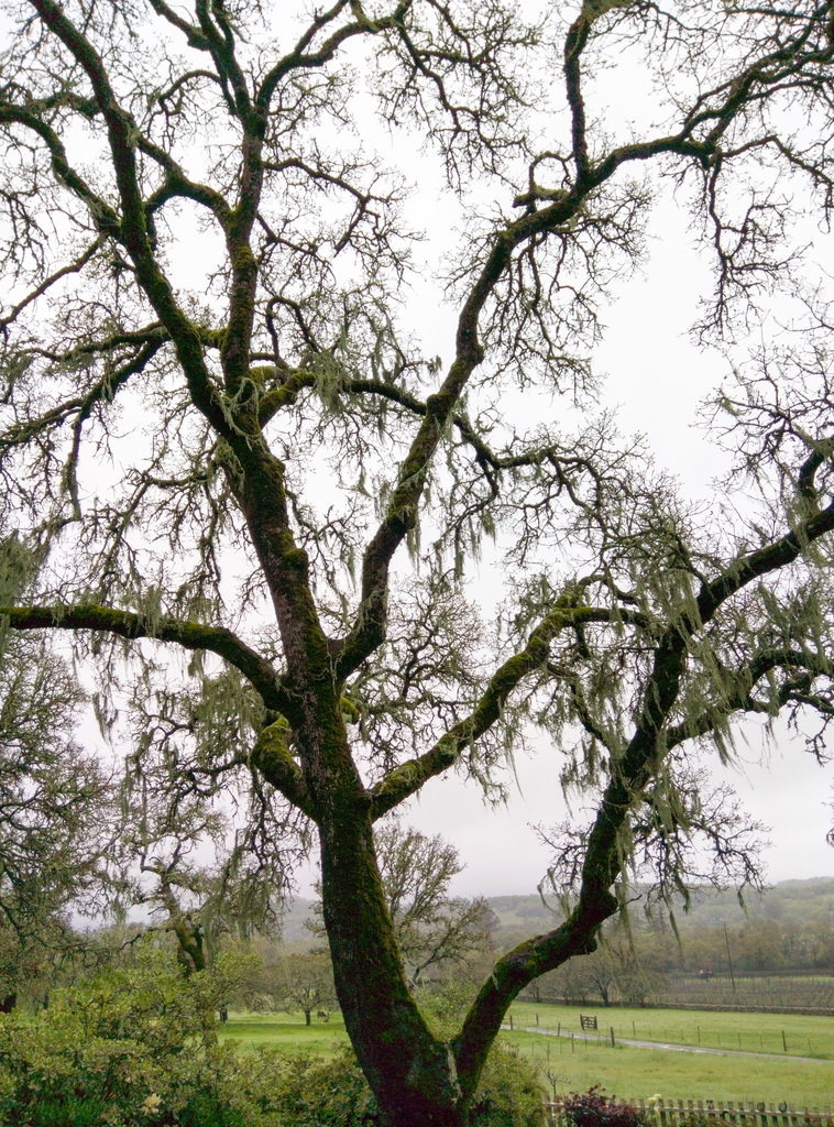 Beltane Ranch