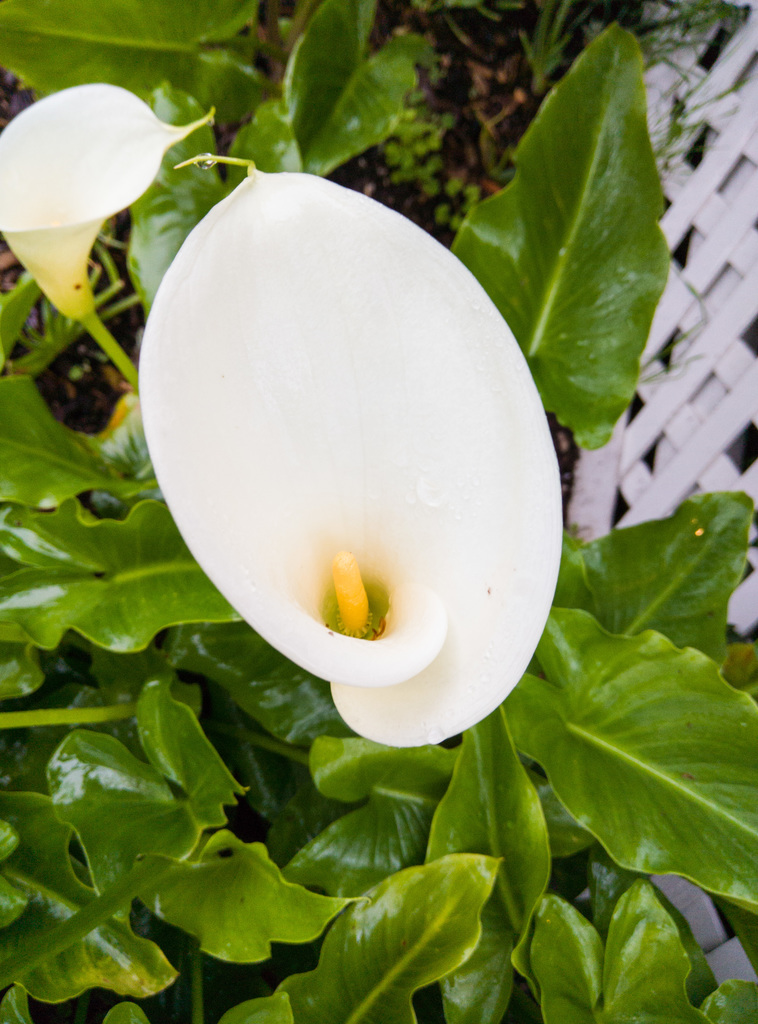 Calla Lily