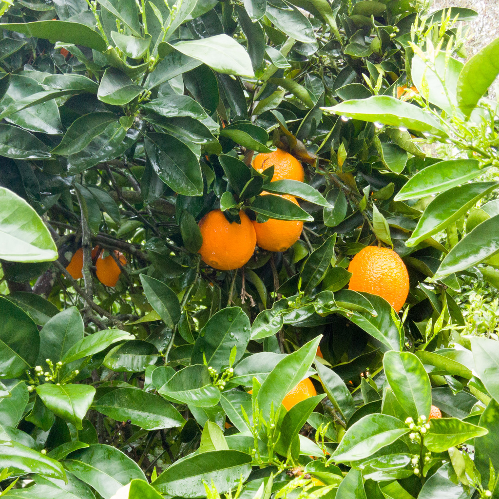 Oranges