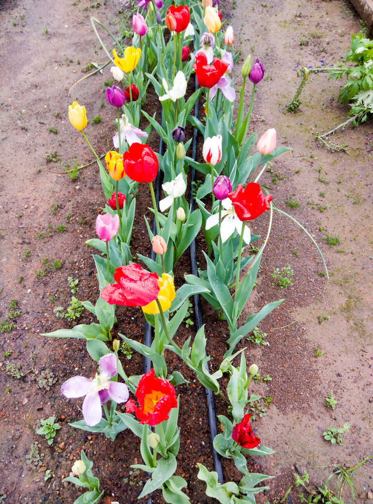 Tulips