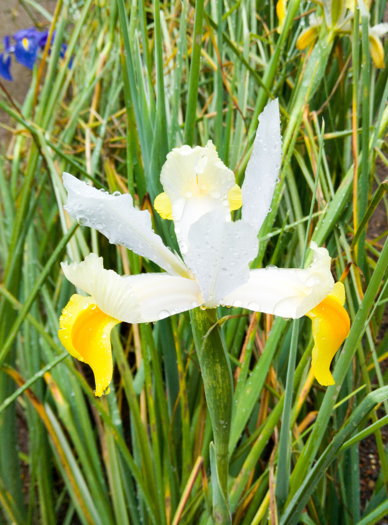 Iris