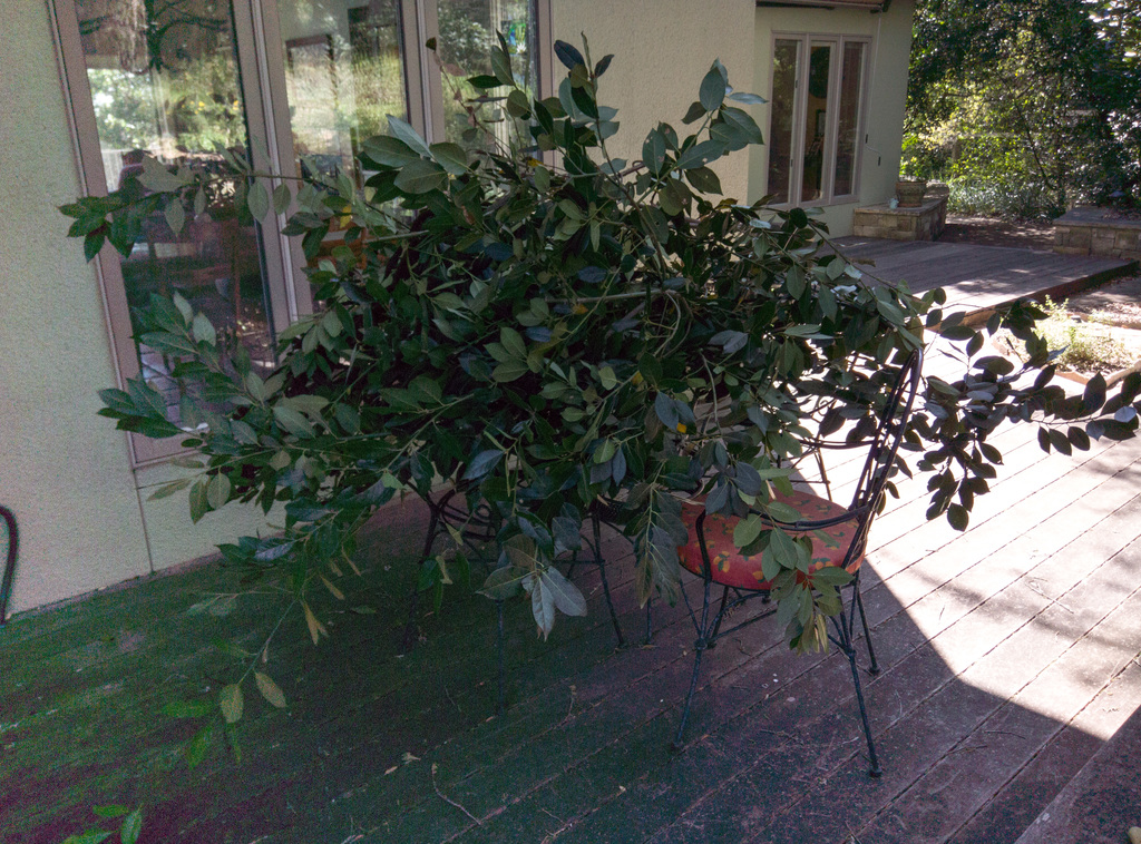 Bay leaf, anyone?