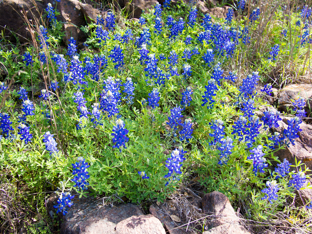 Bluebonnets