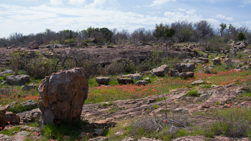Indian Paintbrush