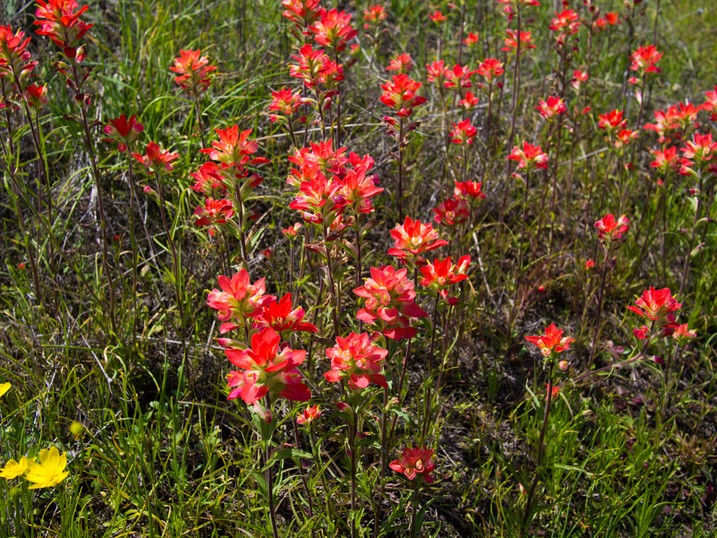 Indian Paintbrush