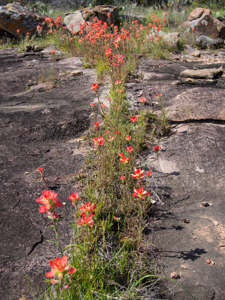 Indian Paintbrush