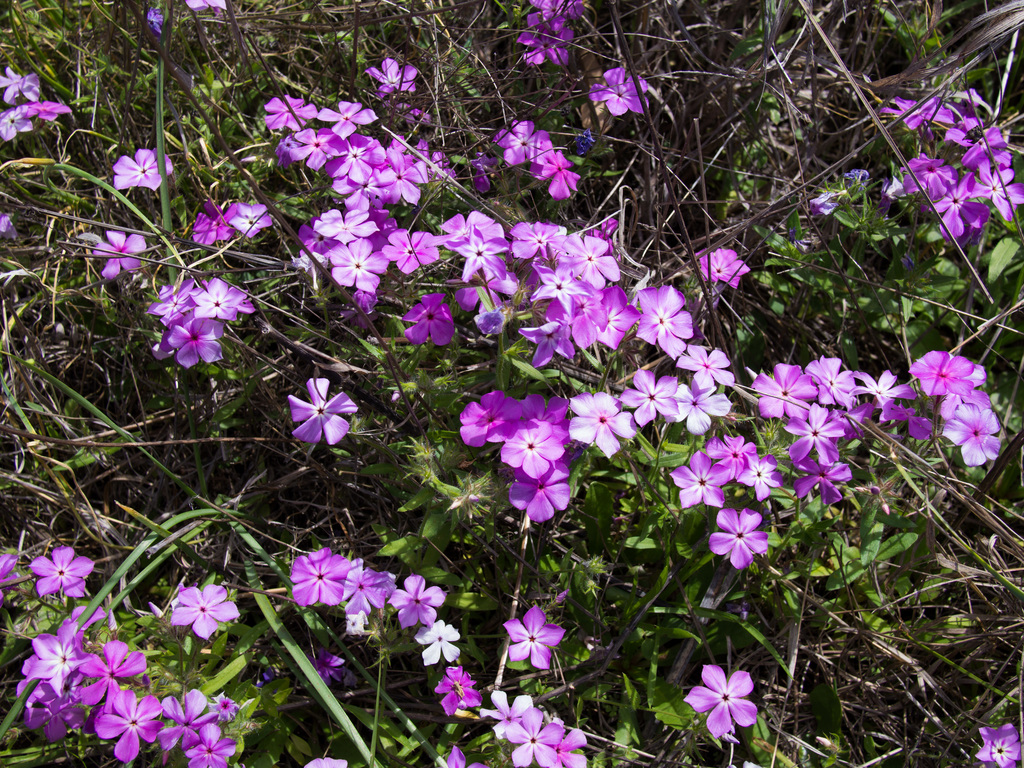 Phlox
