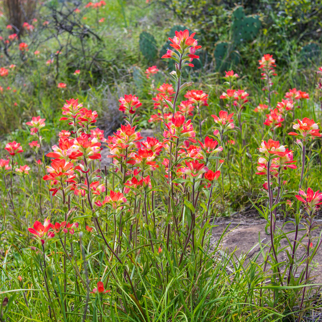 Indian Paintbrush