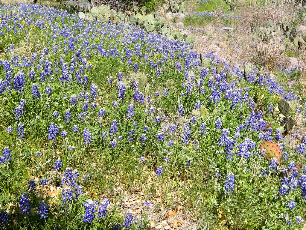 Bluebonnets
