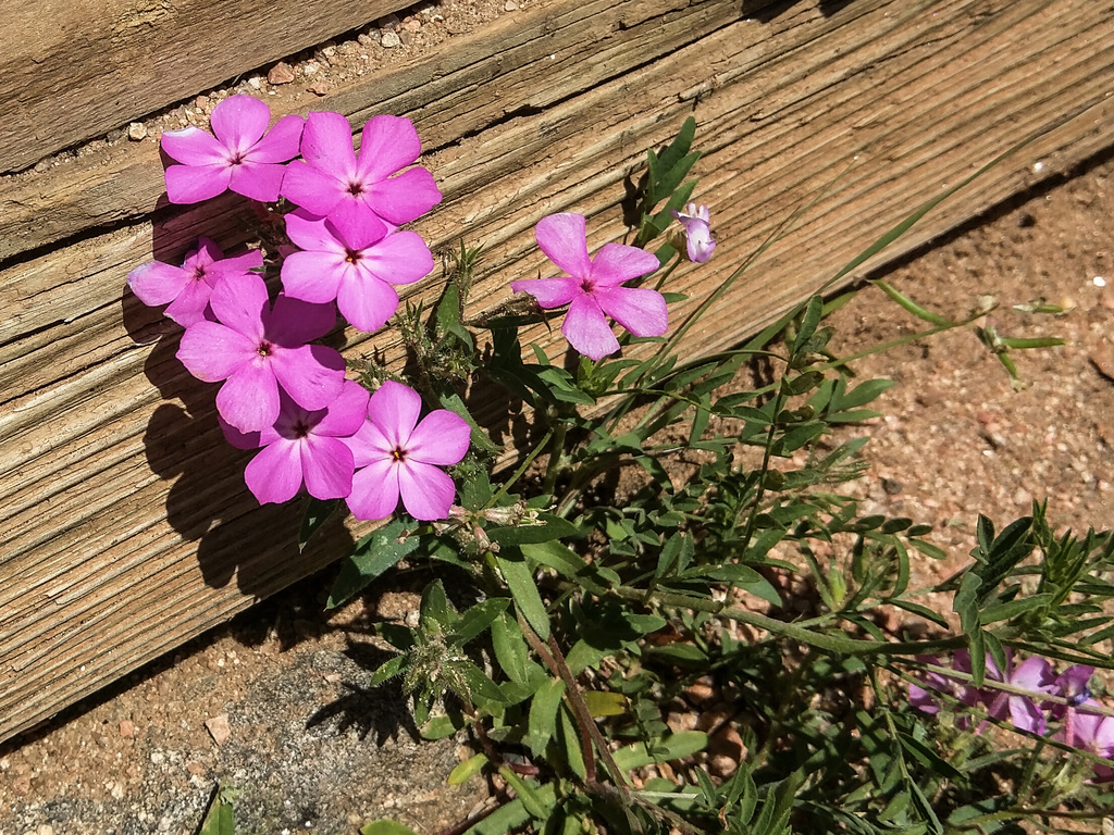 Phlox