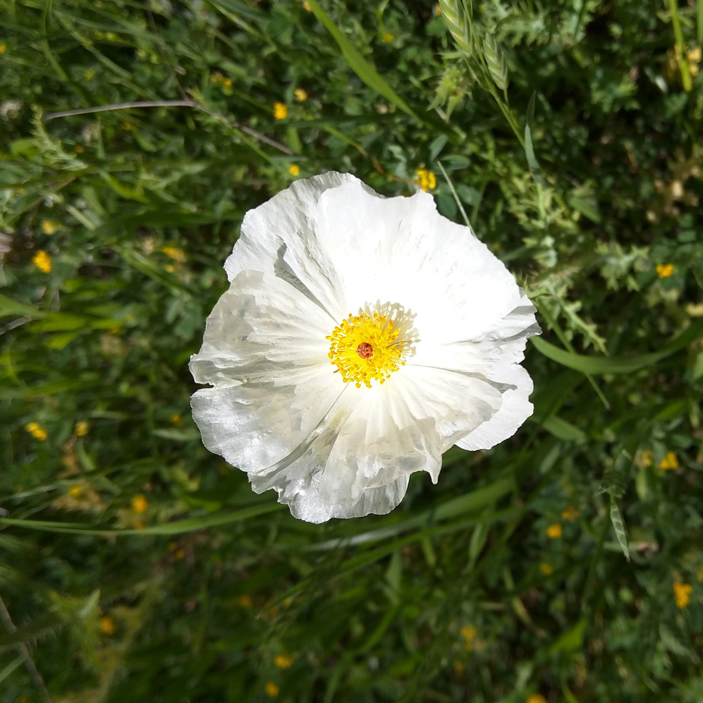 Poppy?