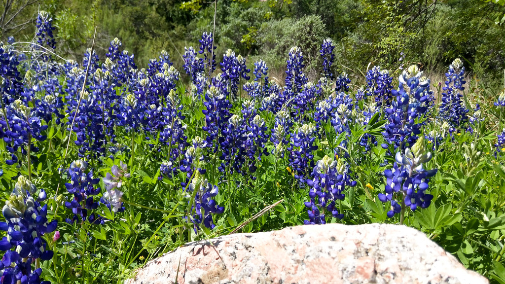 Bluebonnets