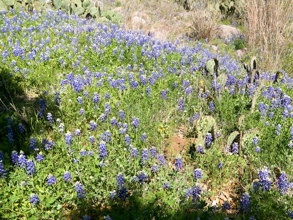 Bluebonnets