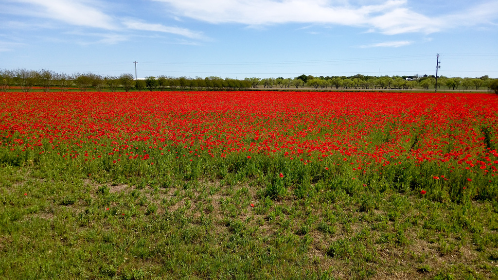 Poppies
