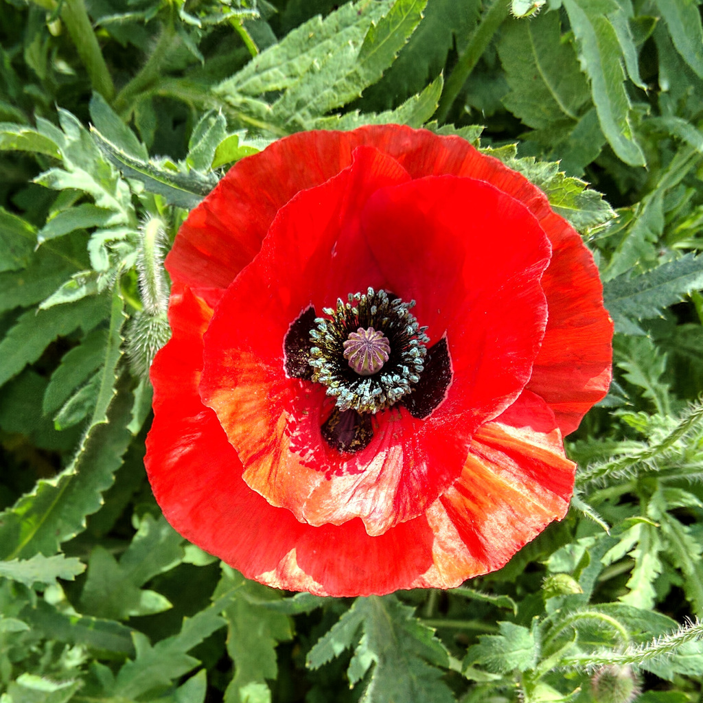 Poppy