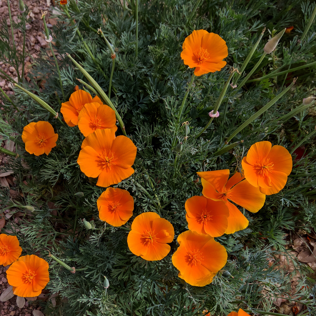 California poppies