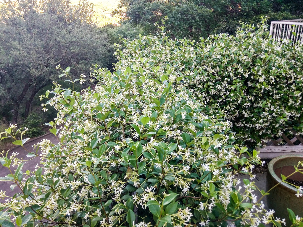 Jasmine!