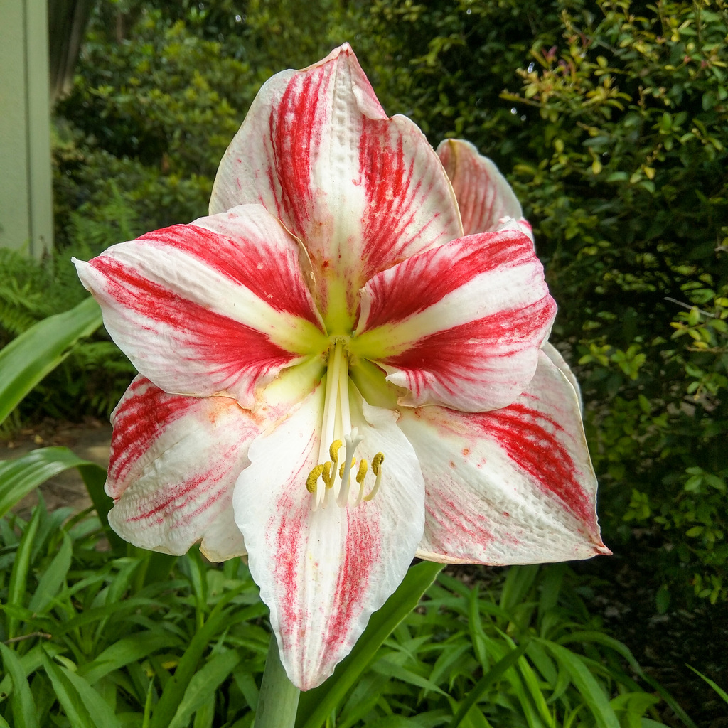 Amaryllis